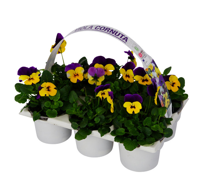 Penséer Cornuta Ø9 cm 6-pack